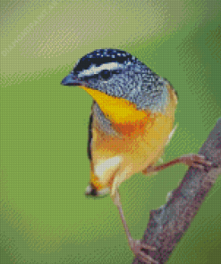 Aesthetic Pardalote Illustration Diamond Painting