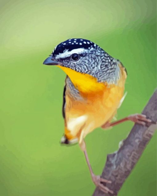 Aesthetic Pardalote Illustration Diamond Painting