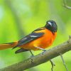 Baltimore Oriole On Stick Diamond Painting