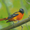 Baltimore Oriole On Stick Diamond Painting