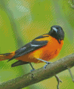 Baltimore Oriole On Stick Diamond Painting