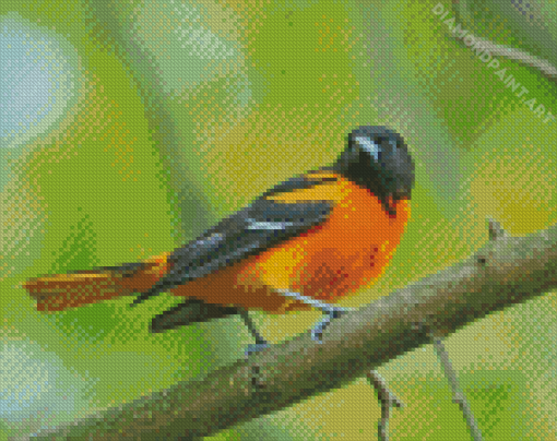 Baltimore Oriole On Stick Diamond Painting