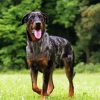 Beauceron Dog Diamond Painting