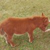 Brown Fluffy Mini Donkey Diamond Painting