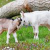 Cute Baby Goats Diamond Painting