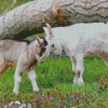 Cute Baby Goats Diamond Painting