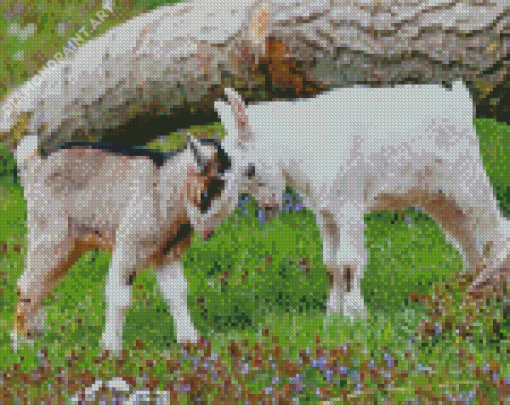 Cute Baby Goats Diamond Painting