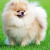 Cute Pomeranian Dog Diamond Painting