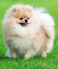 Cute Pomeranian Dog Diamond Painting