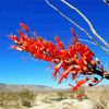 Red Ocotillo Cactus Plant Diamond Painting