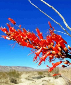 Red Ocotillo Cactus Plant Diamond Painting