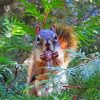 Squirrel With Pinecone Diamond Painting