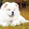 White Chow Chow Diamond Painting