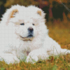 White Chow Chow Diamond Painting