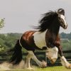 White And Brown Cob Horse Diamond Painting