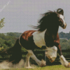 White And Brown Cob Horse Diamond Painting