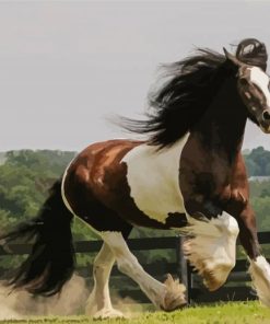 White And Brown Cob Horse Diamond Painting