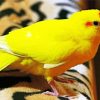 Yellow Kakariki Bird Diamond Painting