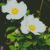 Yellow White Cherokee Rose Diamond Painting