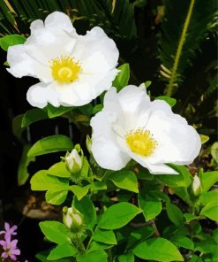 Yellow White Cherokee Rose Diamond Painting