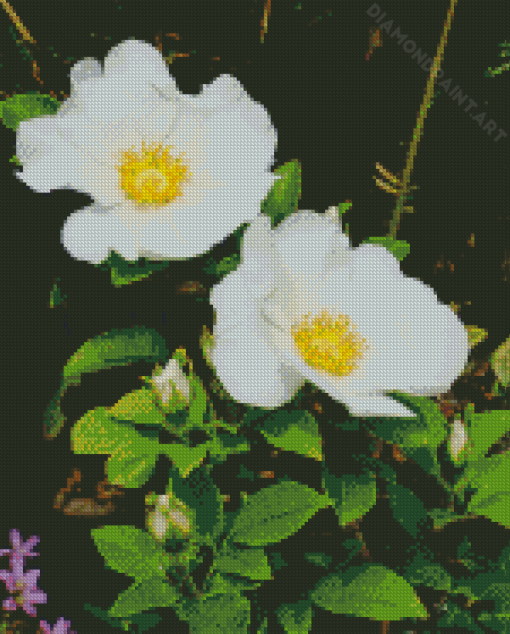 Yellow White Cherokee Rose Diamond Painting