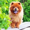 Aesthetic Chow Chow Dog Diamond Painting