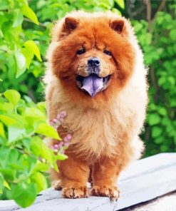 Aesthetic Chow Chow Dog Diamond Painting