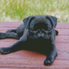 Aesthetic Pug Puppy Diamond Paintings