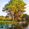 Big Cypress National Park Diamond Painting