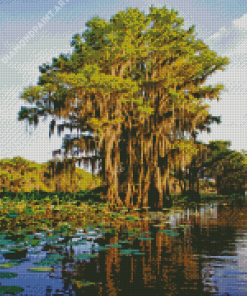 Big Cypress National Park Diamond Painting