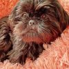 Black Shih Tzu Diamond Paintings