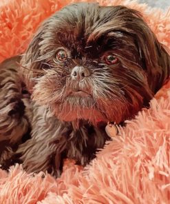 Black Shih Tzu Diamond Paintings