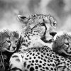 Black And White Cheetahs Diamond Paintings