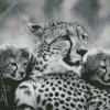 Black And White Cheetahs Diamond Paintings