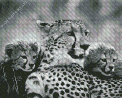 Black And White Cheetahs Diamond Paintings