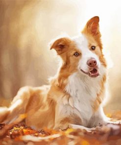 Blonde Border Collie Diamond Paintings