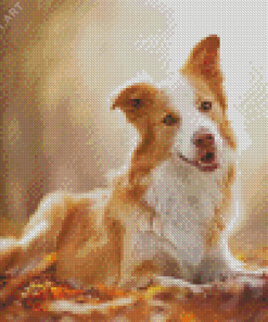 Blonde Border Collie Diamond Paintings