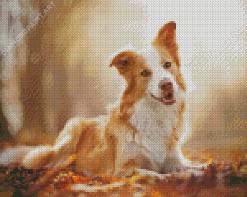 Blonde Border Collie Diamond Paintings