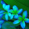 Blue Plumeria Diamond Paintings