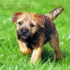 Border Terrier Puppy Diamond Painting