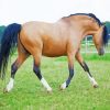 Brown Welsh Pony With Black Hair Diamond Painting