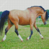 Brown Welsh Pony With Black Hair Diamond Painting