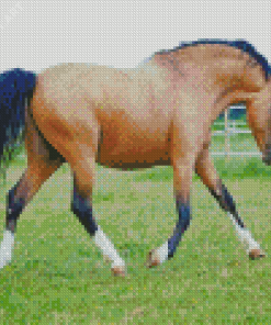 Brown Welsh Pony With Black Hair Diamond Painting