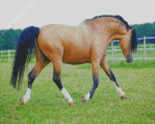 Brown Welsh Pony With Black Hair Diamond Painting