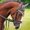 Brown Mare Horse Head Diamond Paintings