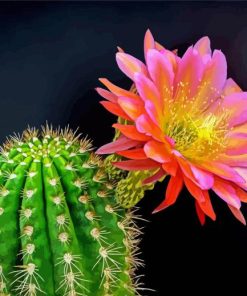 Cactus And Flower Diamond Paintings