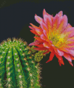 Cactus And Flower Diamond Paintings