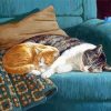 Cat And Kitten Snuggling Diamond Painting