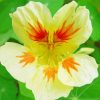 Close Up Nasturtium Diamond Paintings