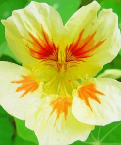 Close Up Nasturtium Diamond Paintings